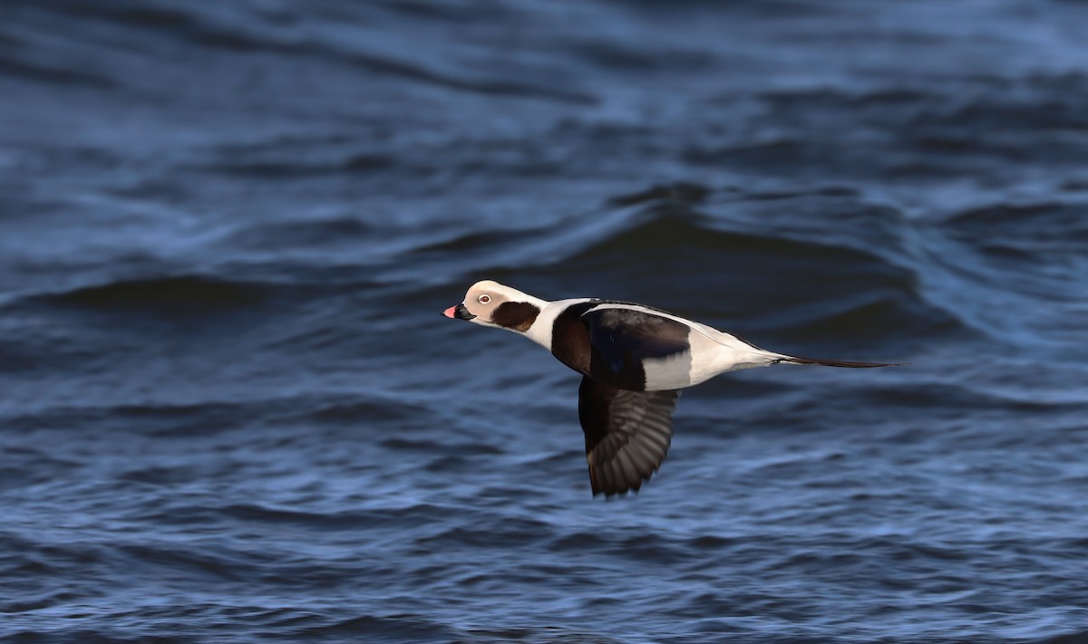 Long-tailed Duck - ML525723111