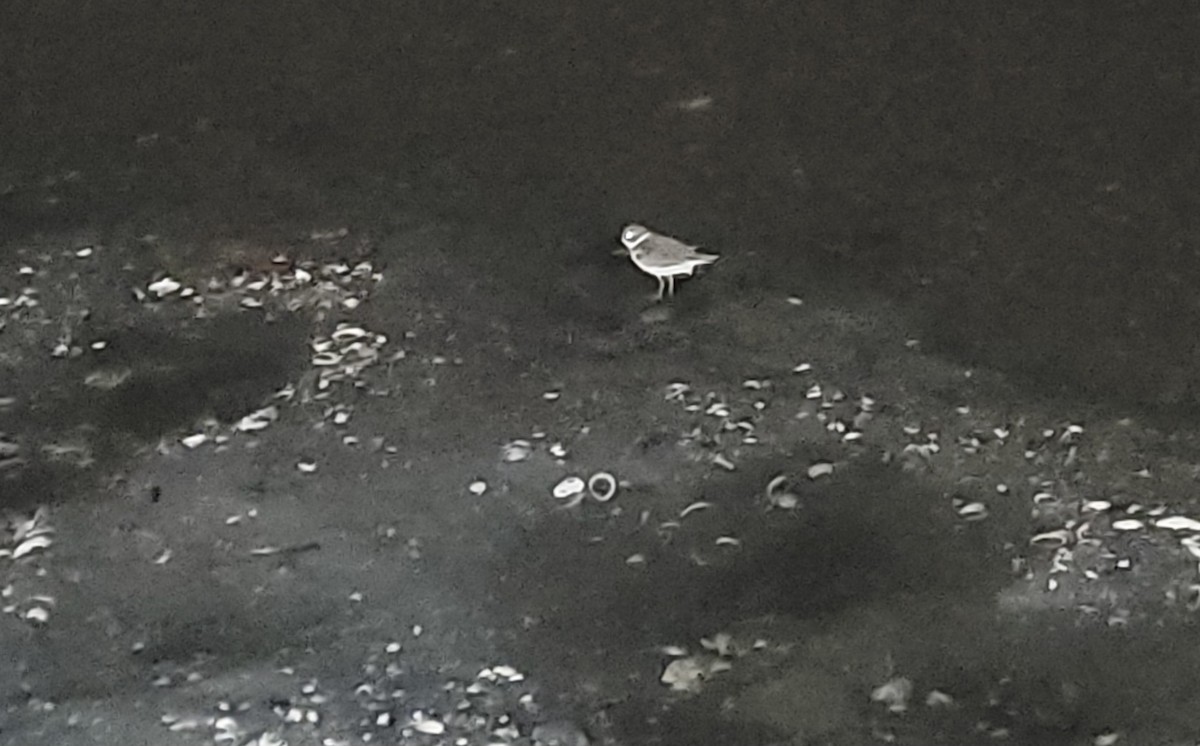 Semipalmated Plover - ML525723341