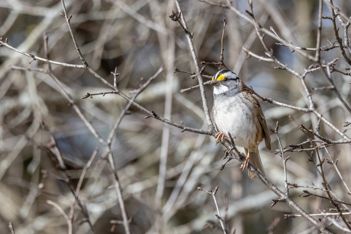 White-throated Sparrow - ML525723351