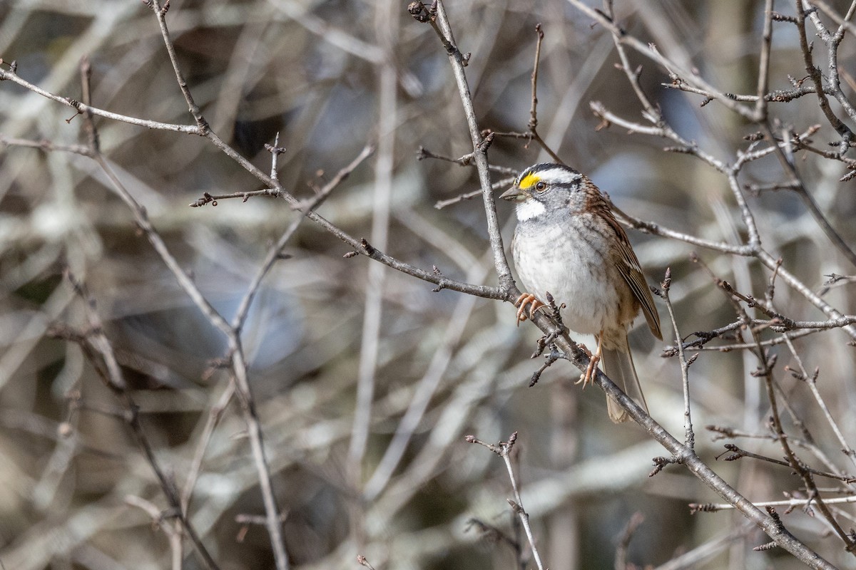 White-throated Sparrow - Carol Holmes