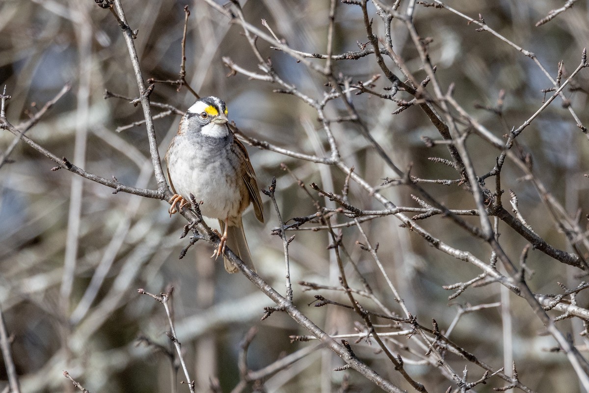 White-throated Sparrow - ML525723371