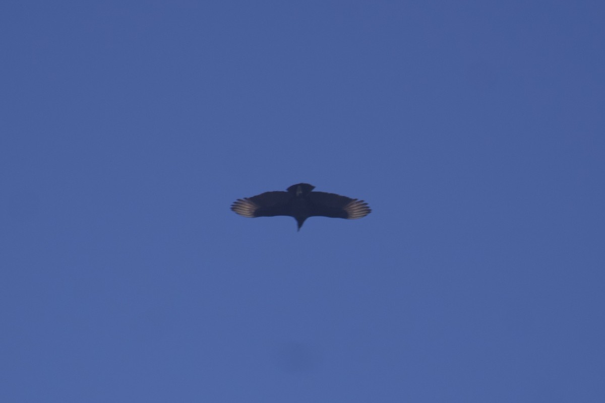 Black Vulture - ML525725221