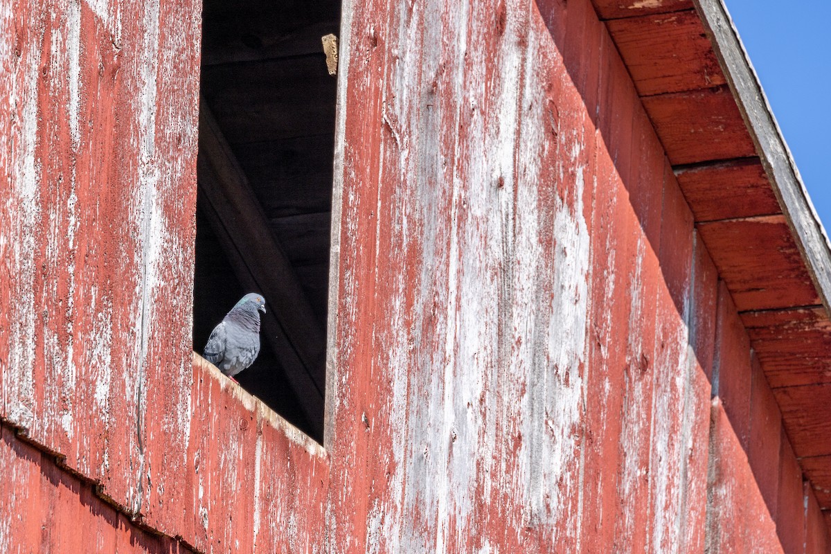 Rock Pigeon (Feral Pigeon) - ML525726781