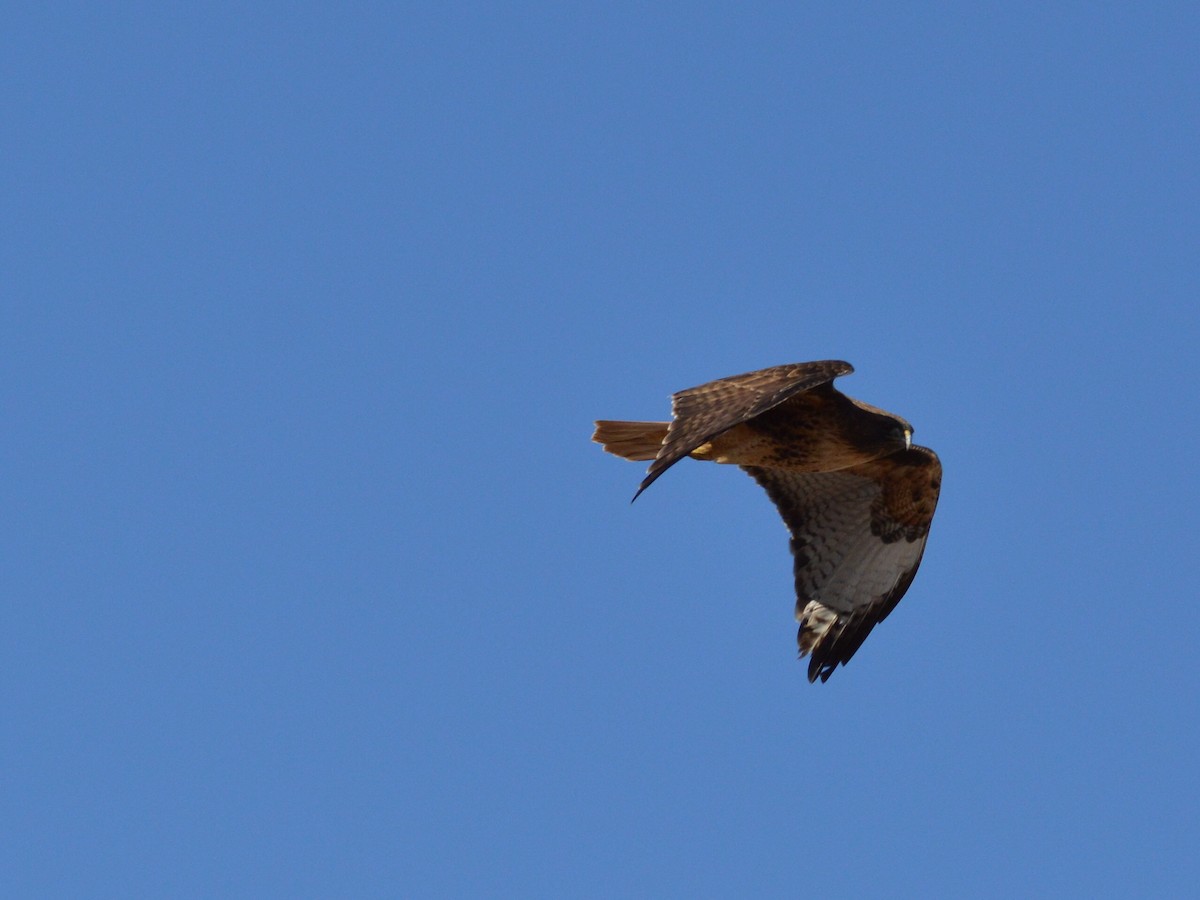 Red-tailed Hawk - ML525727501