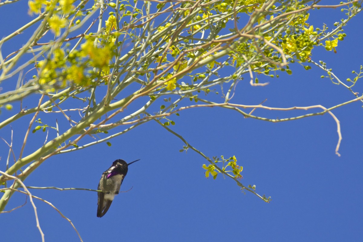 Costa's Hummingbird - Ben Davis