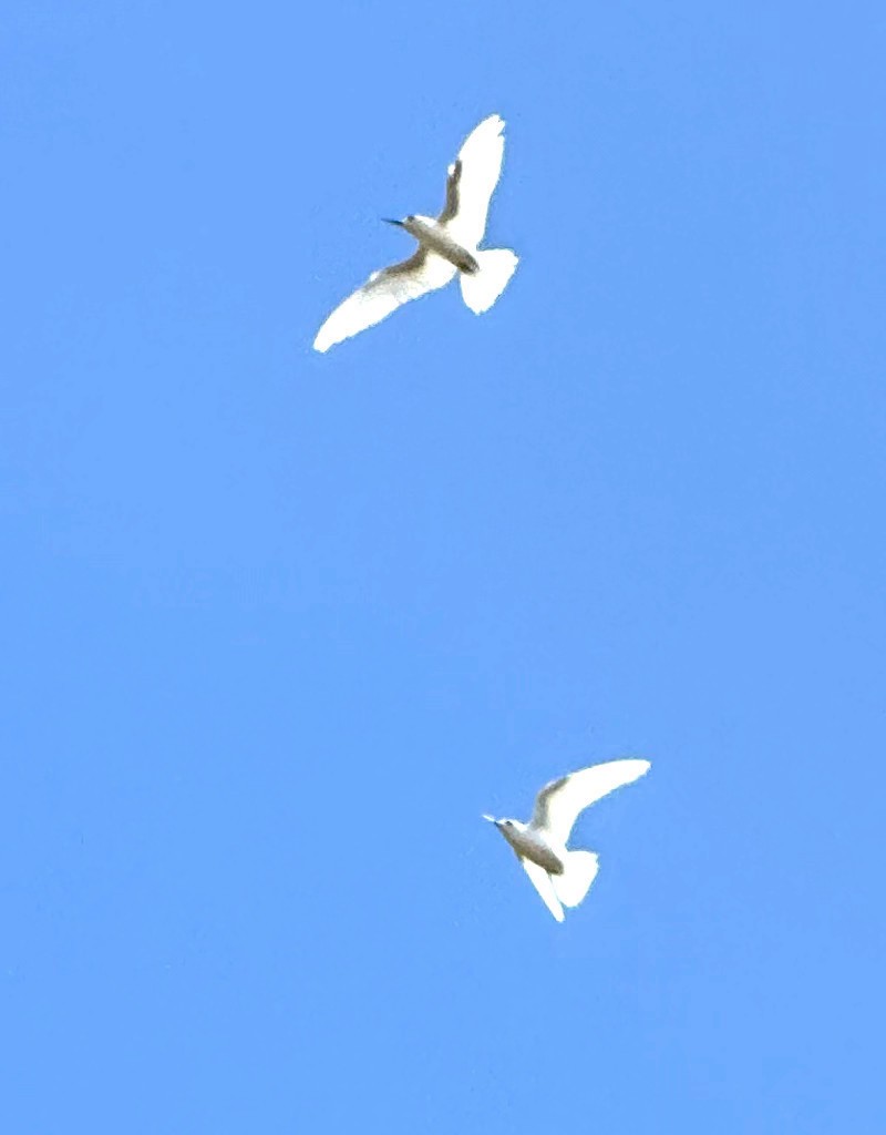 White Tern - ML525730311