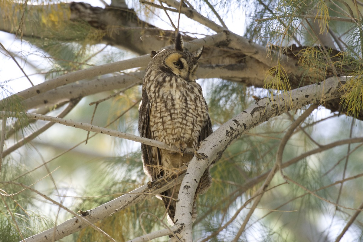 Long-eared Owl - Ben Davis