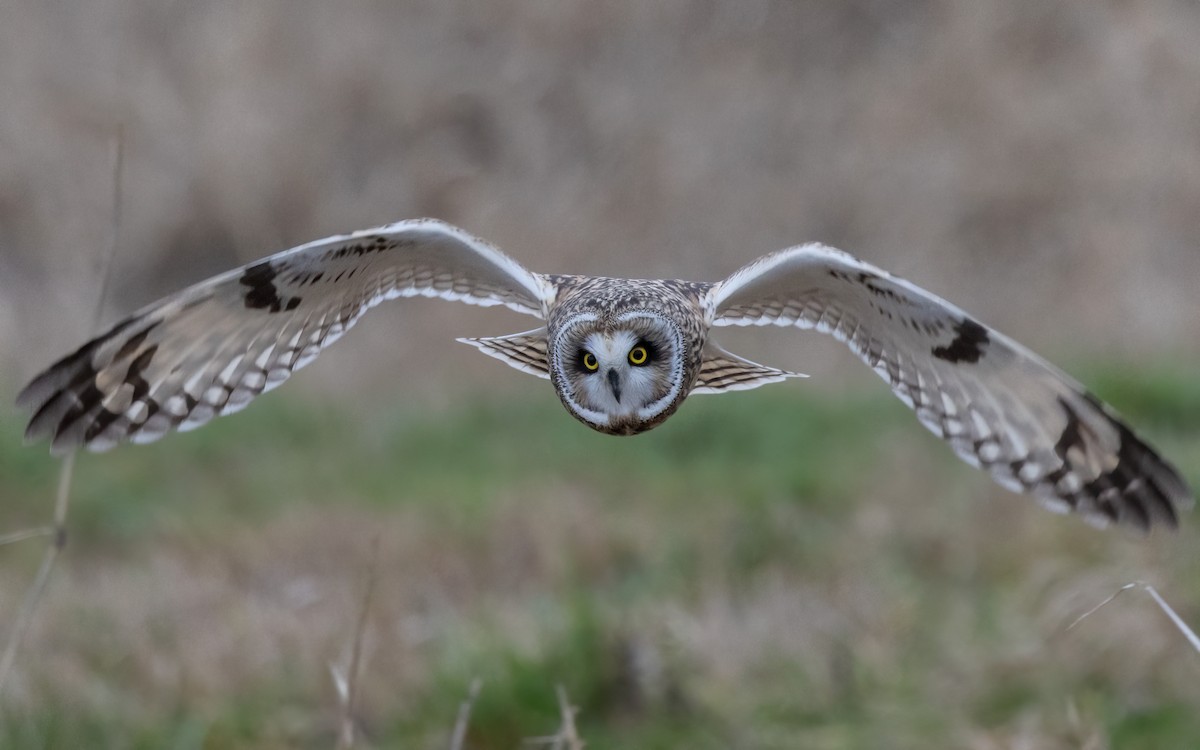 Short-eared Owl - ML525732201