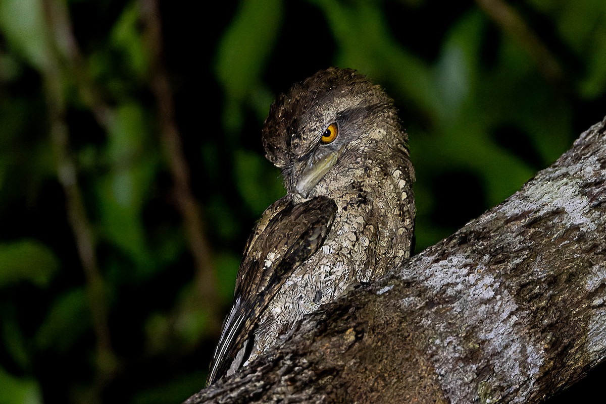 Marbled Frogmouth - ML525733361