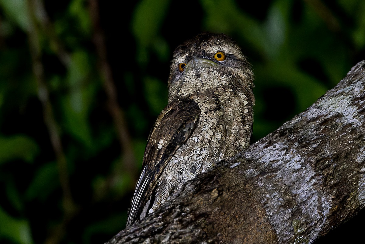 Marbled Frogmouth - ML525733371
