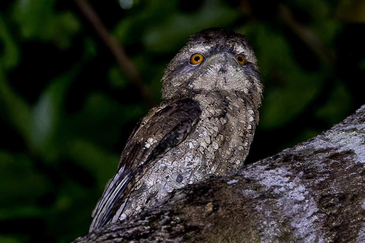 Marbled Frogmouth - ML525733381