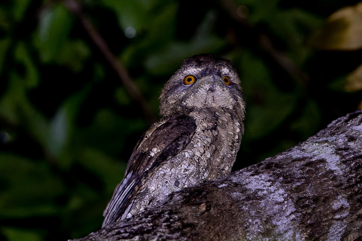 Marbled Frogmouth - ML525733461