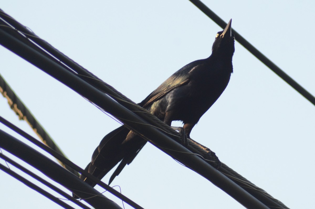 Great-tailed Grackle - ML525737461