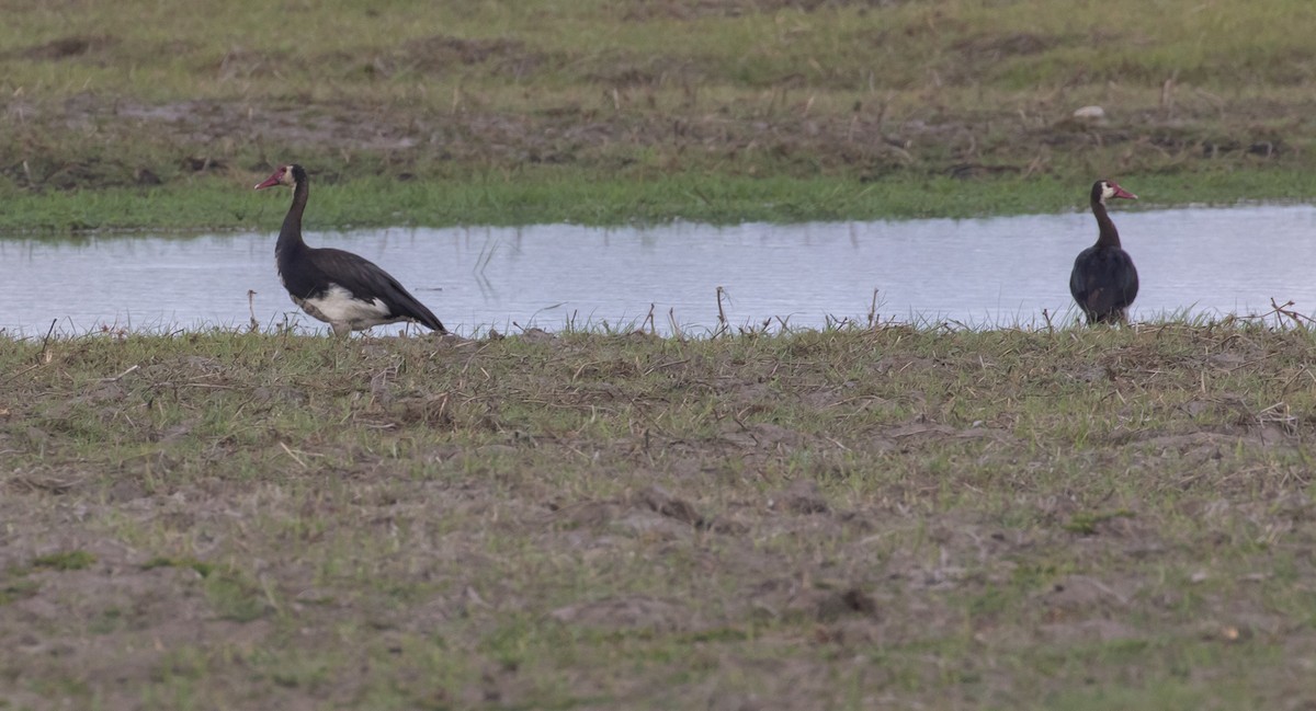 Spur-winged Goose (Southern) - ML525740901