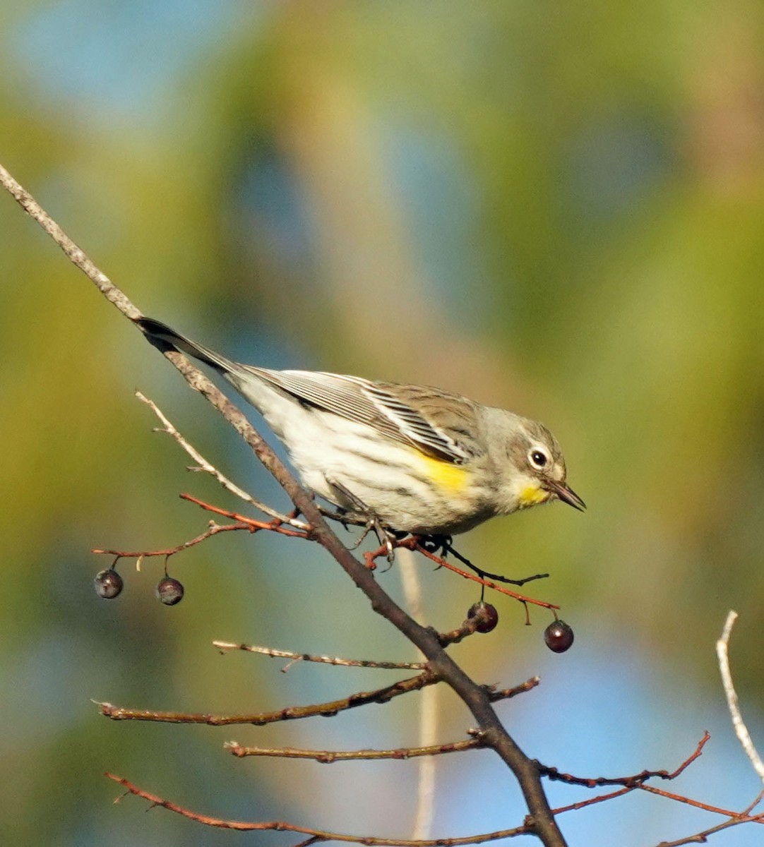 Yellow-rumped Warbler (Myrtle x Audubon's) - ML525743151