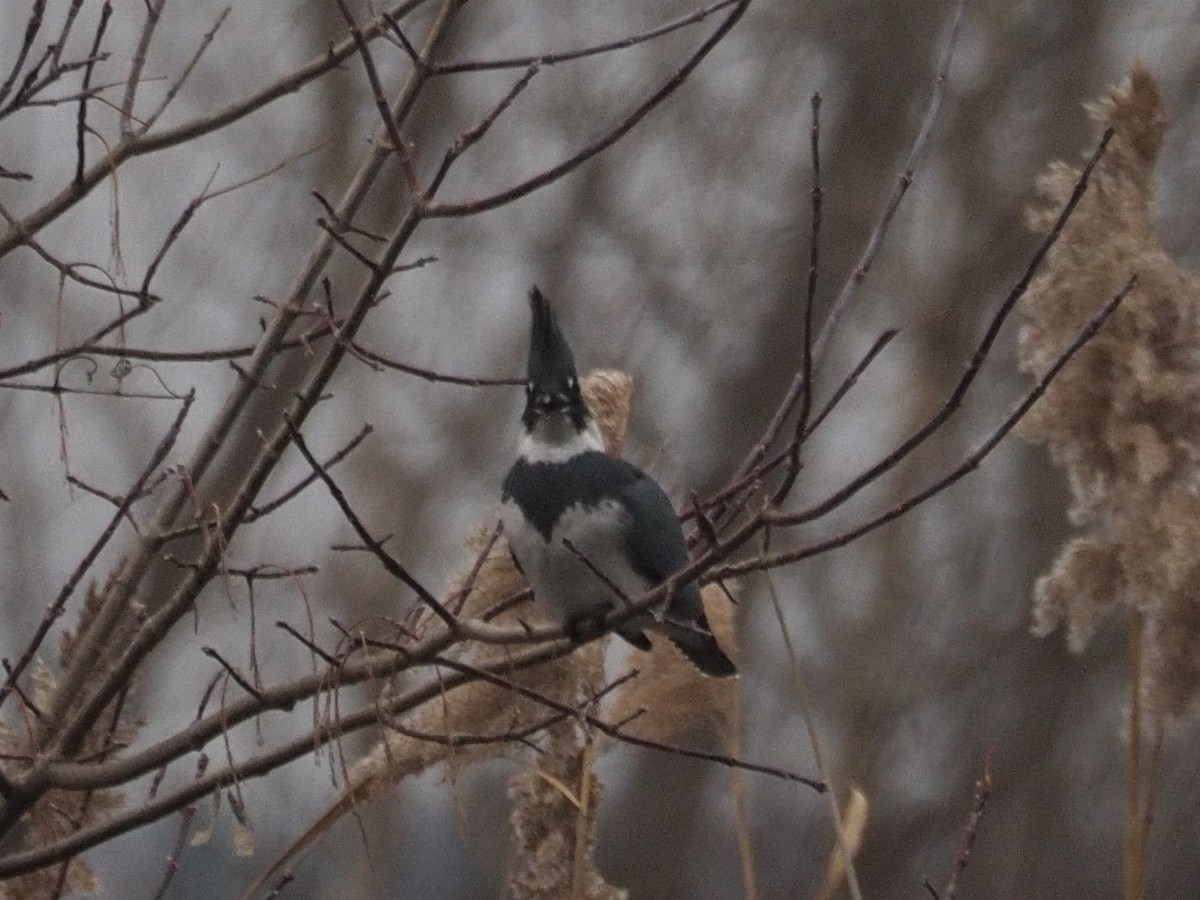Belted Kingfisher - ML525745501