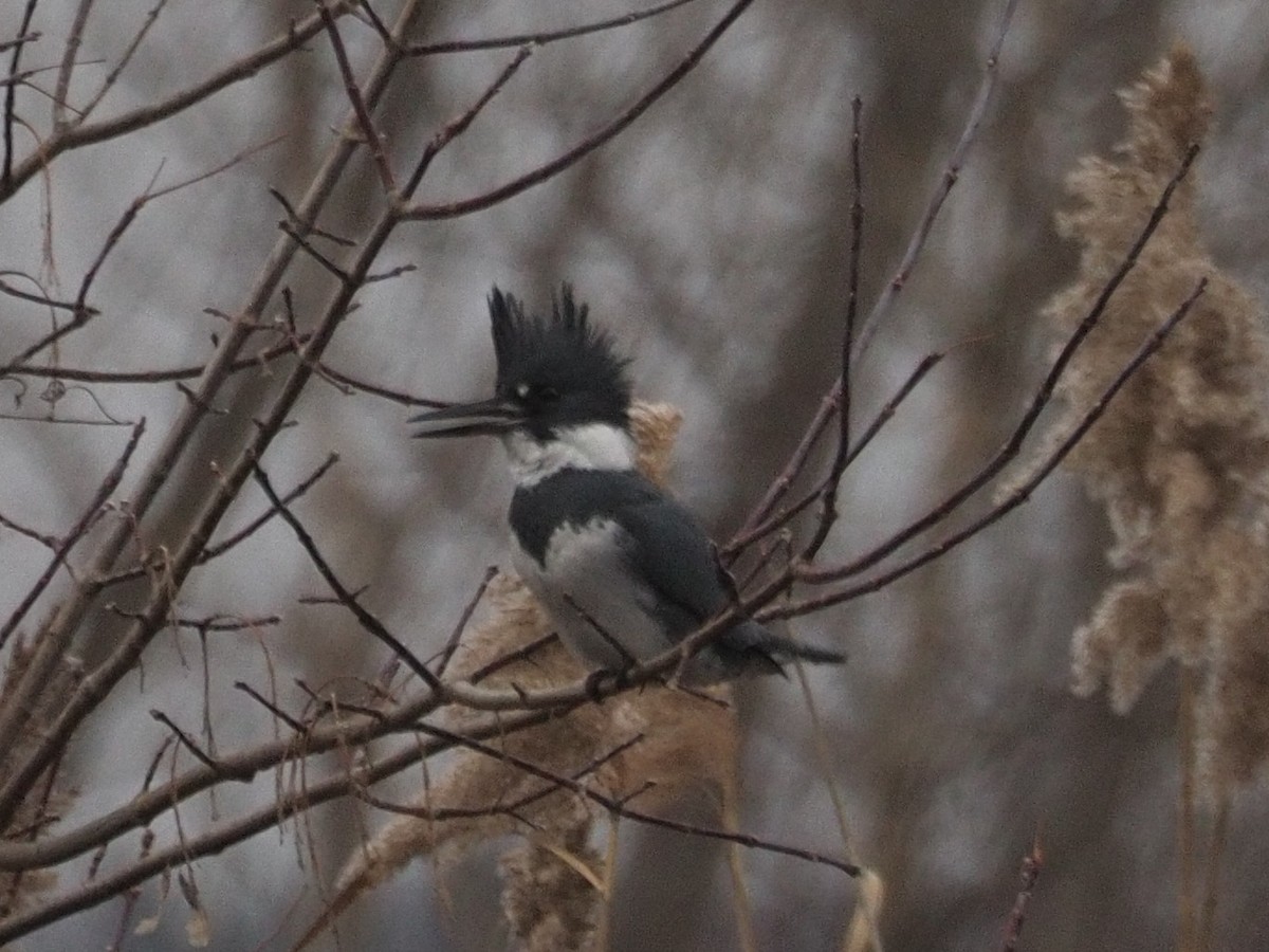 Belted Kingfisher - ML525745521