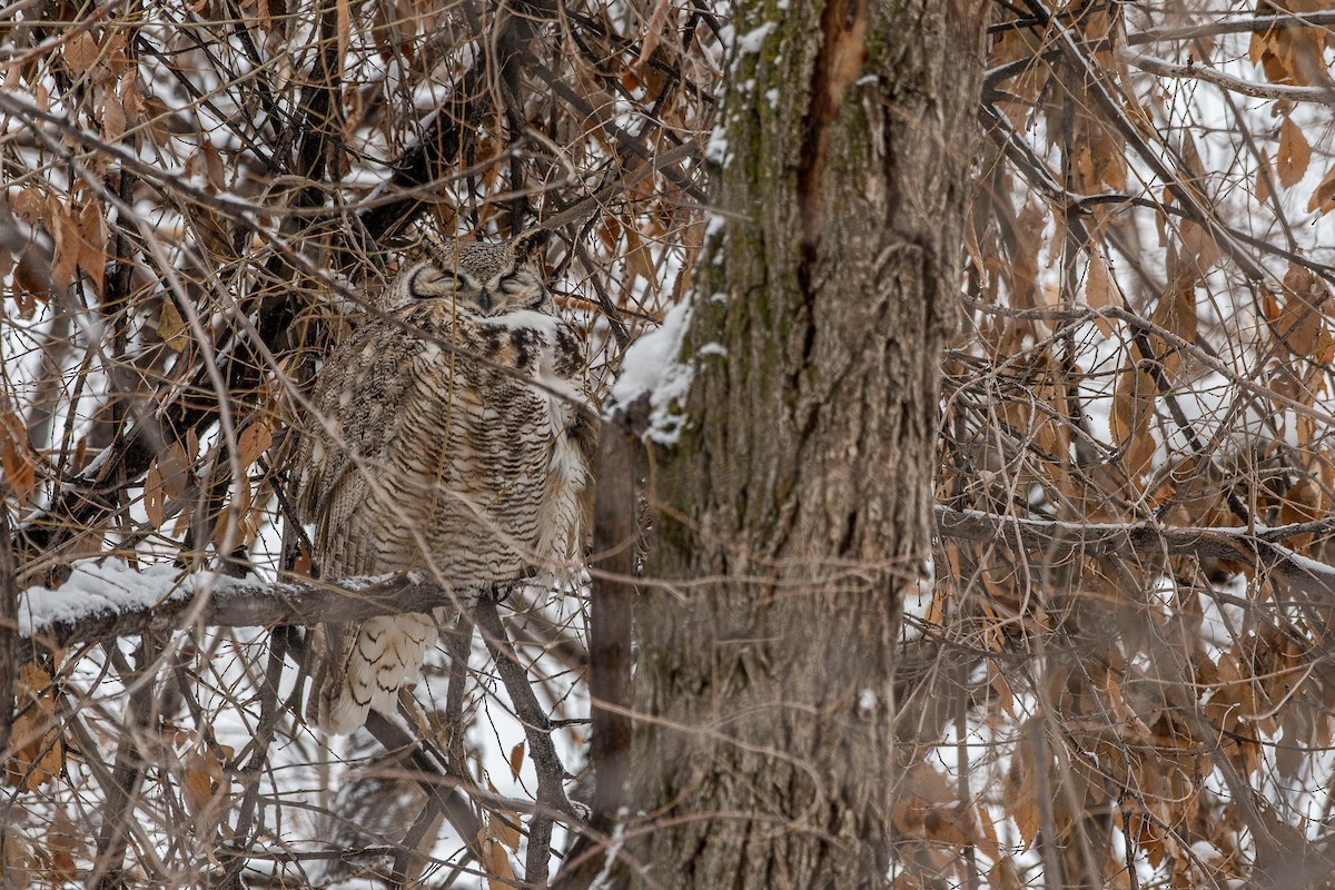 Great Horned Owl - ML525746891