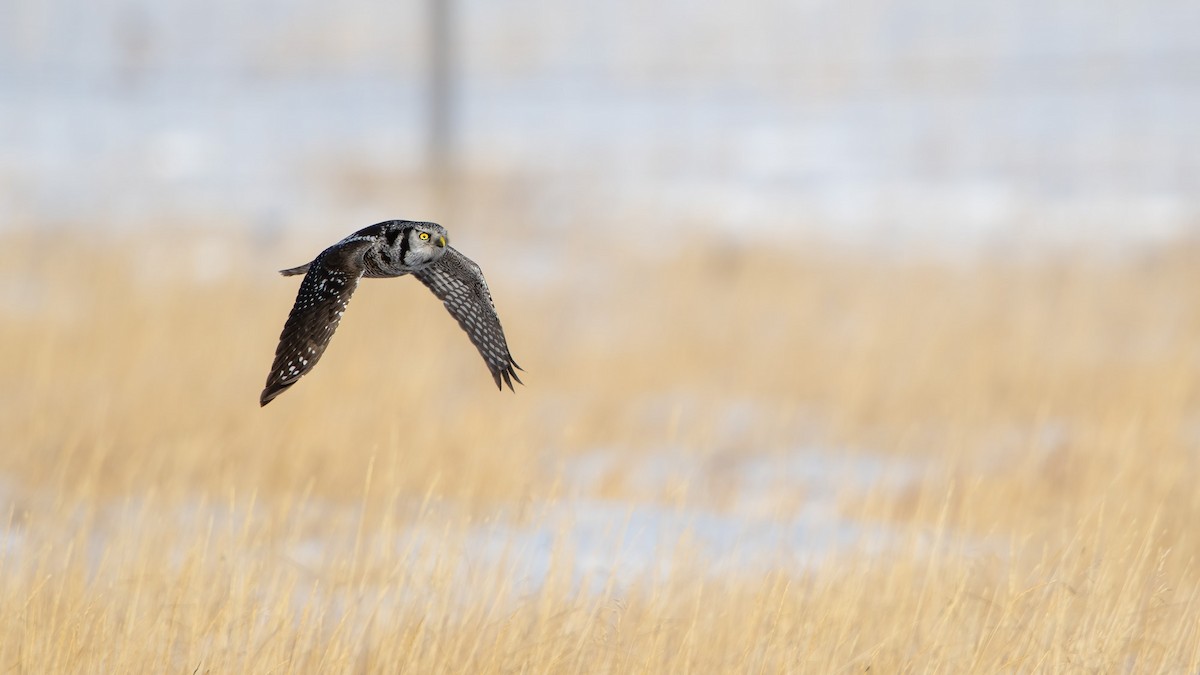 Northern Hawk Owl - ML525747101