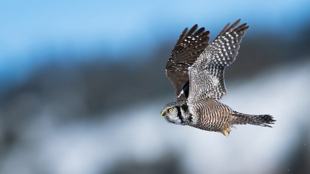 Northern Hawk Owl - ML525747111