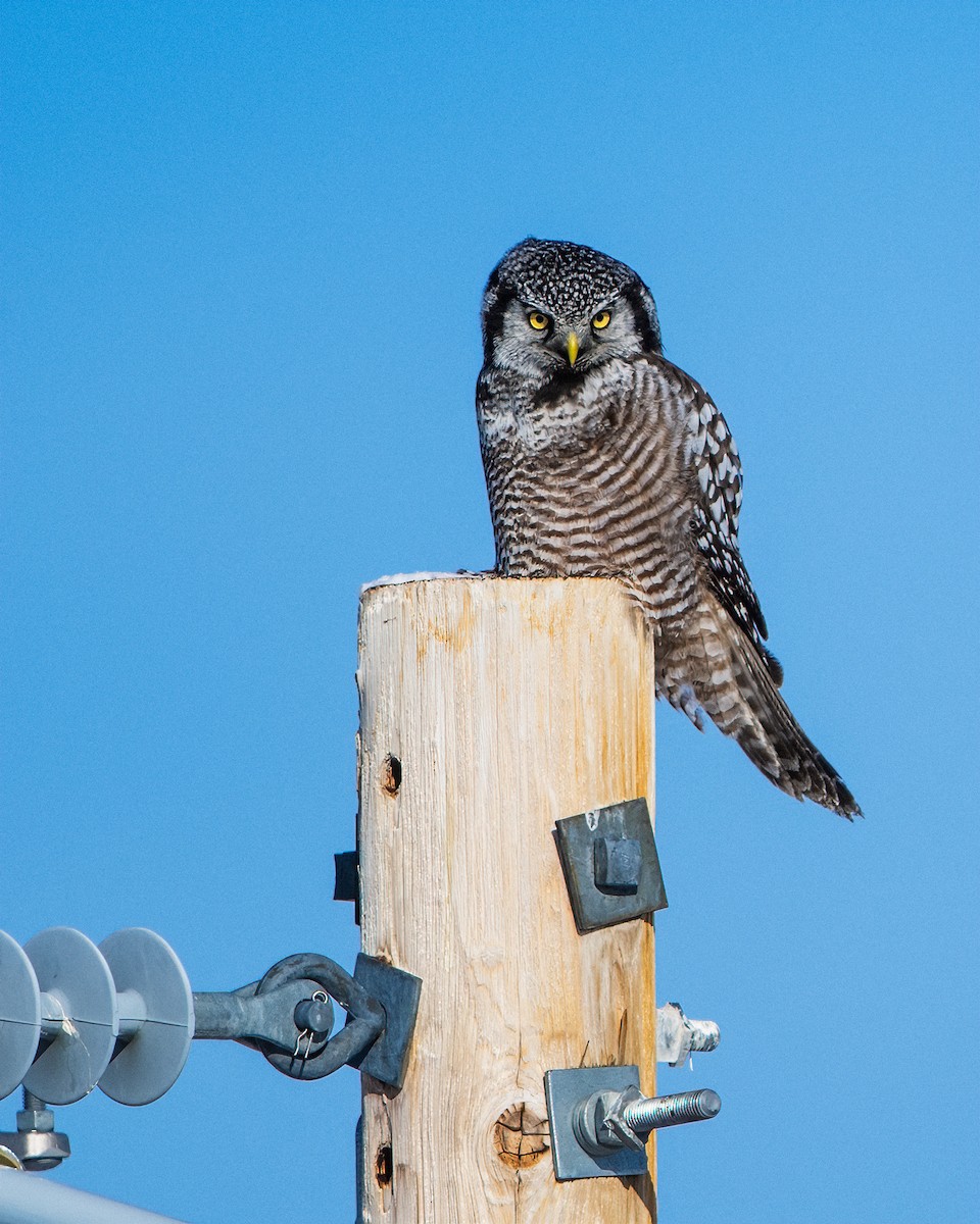 Northern Hawk Owl - Justin Griggs