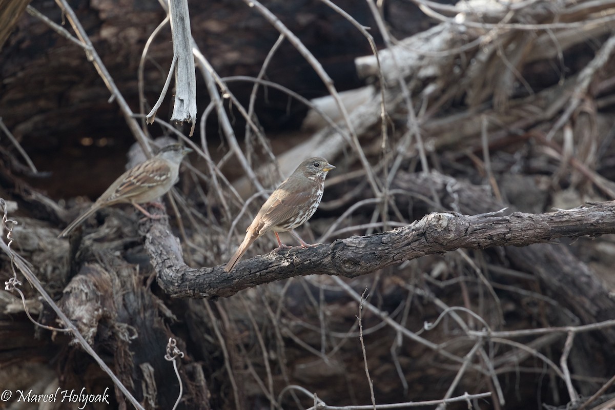 Fox Sparrow (Sooty) - ML525753351