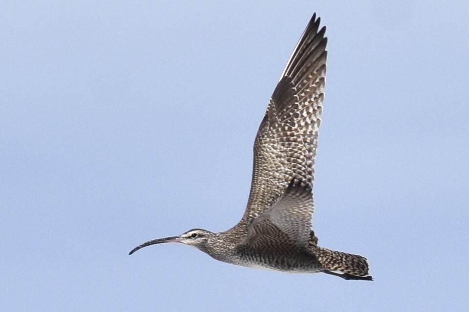 Whimbrel - Max Brodie