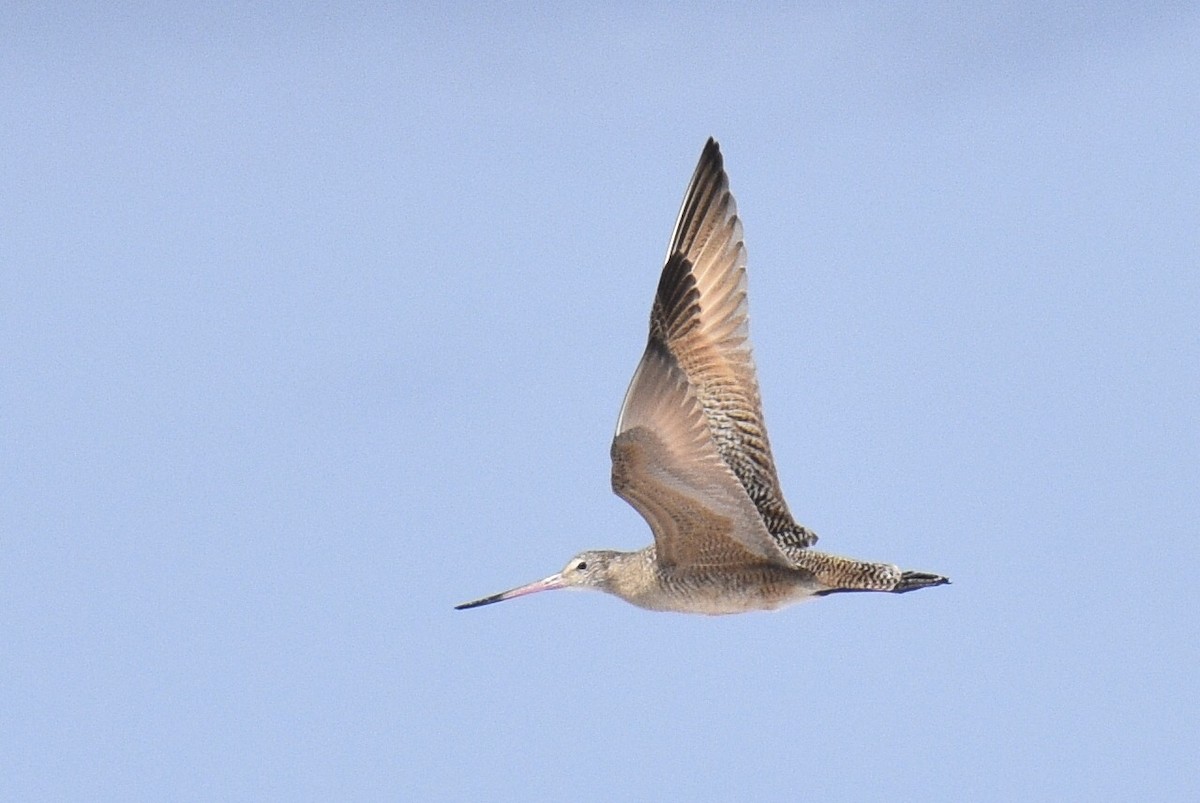 Marbled Godwit - Max Brodie