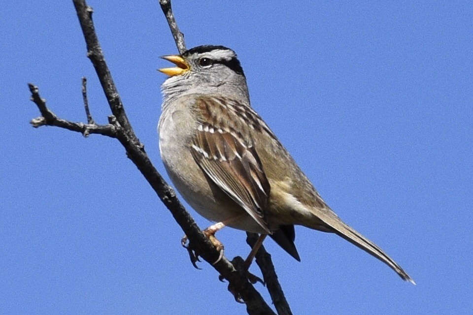 White-crowned Sparrow (Yellow-billed) - Max Brodie