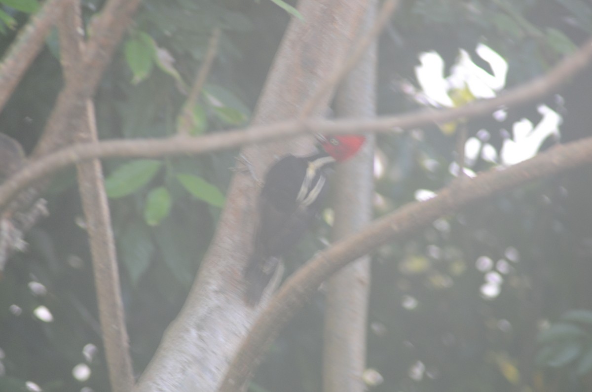 Pale-billed Woodpecker - ML525759841