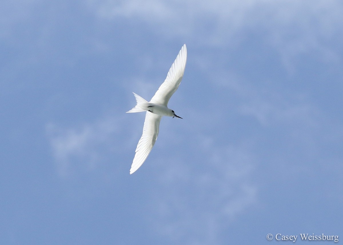 White Tern - Casey Weissburg