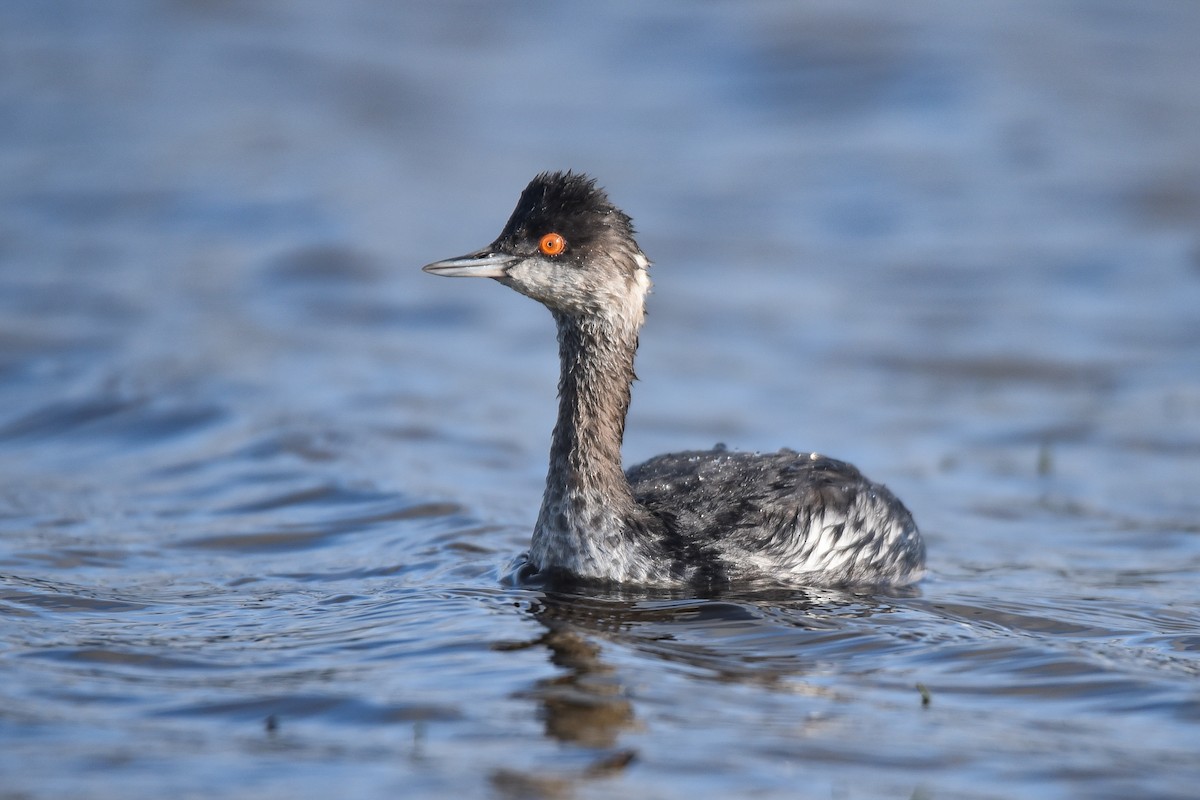 Eared Grebe - Cedrik von Briel