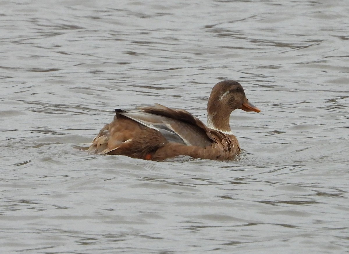 eBird Checklist - 16 Jan 2023 - 4 Mile Bayou Rd & E Stephensville Rd ...