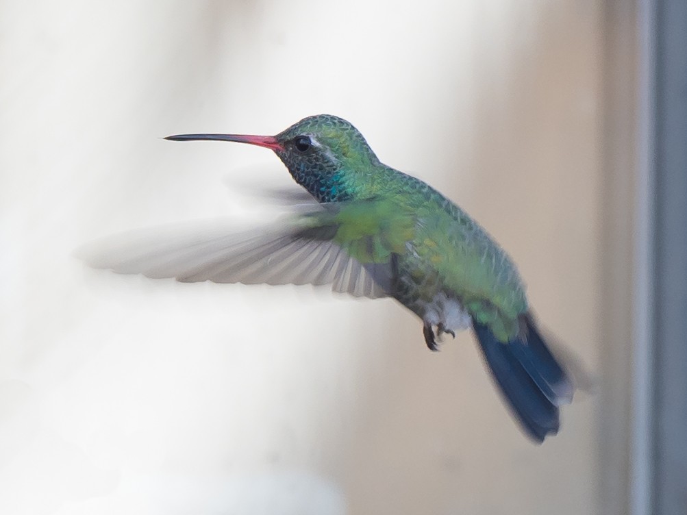Broad-billed Hummingbird - ML52577041