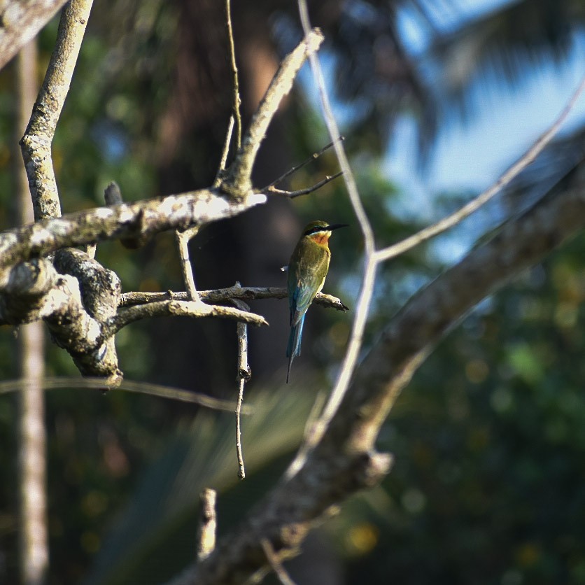 Blue-tailed Bee-eater - ML525775351