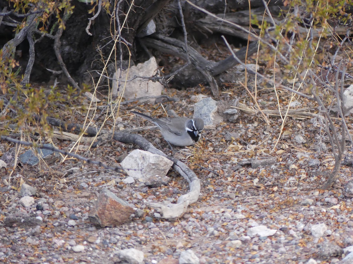 Black-throated Sparrow - Guy RUFRAY