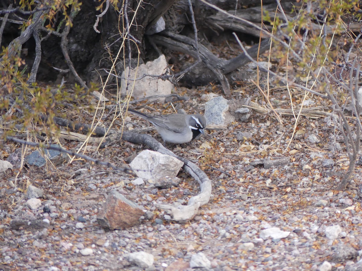 Black-throated Sparrow - ML525776881
