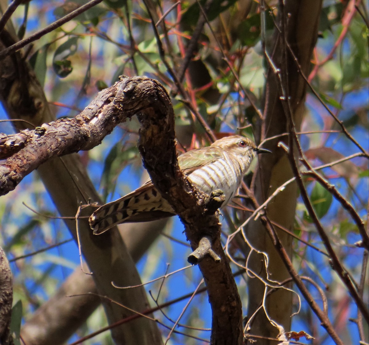 EBird Australia Checklist 12 Jan 2023 Mt Ainslie Nature Reserve Campbell Park 12 Species