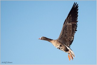 Lesser White-fronted Goose, ML525778931