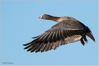 Lesser White-fronted Goose, ML525778941