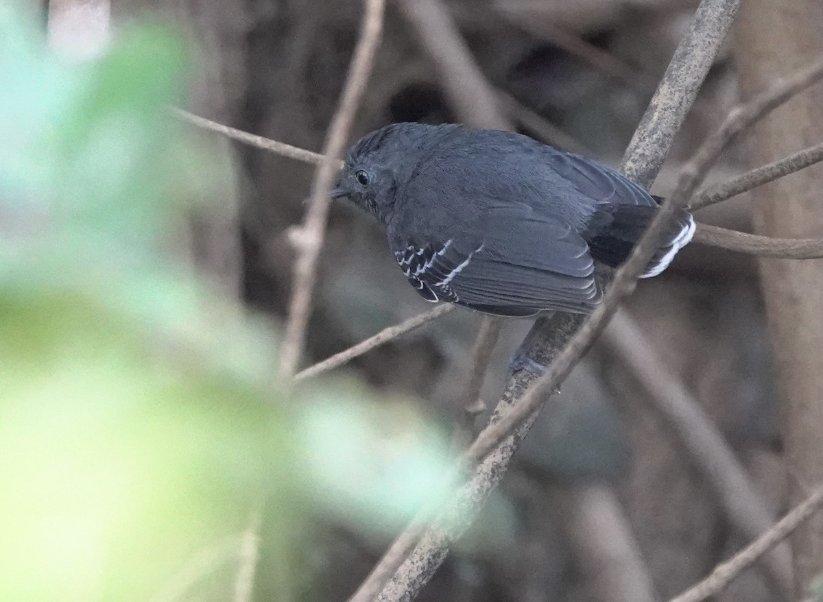 Black-chinned Antbird - ML525779011