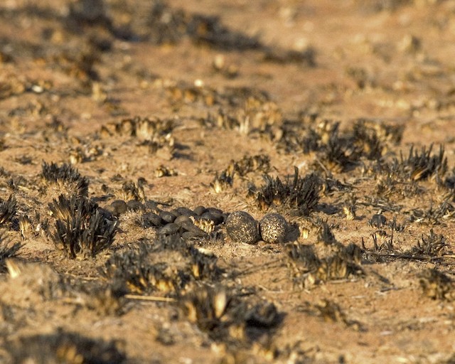 Nest. - Temminck's Courser - 