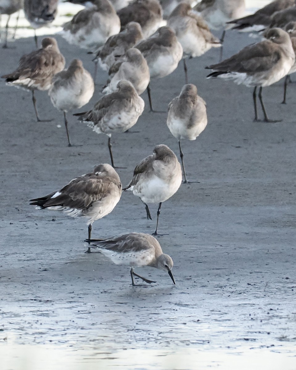 Red Knot - ML525785351