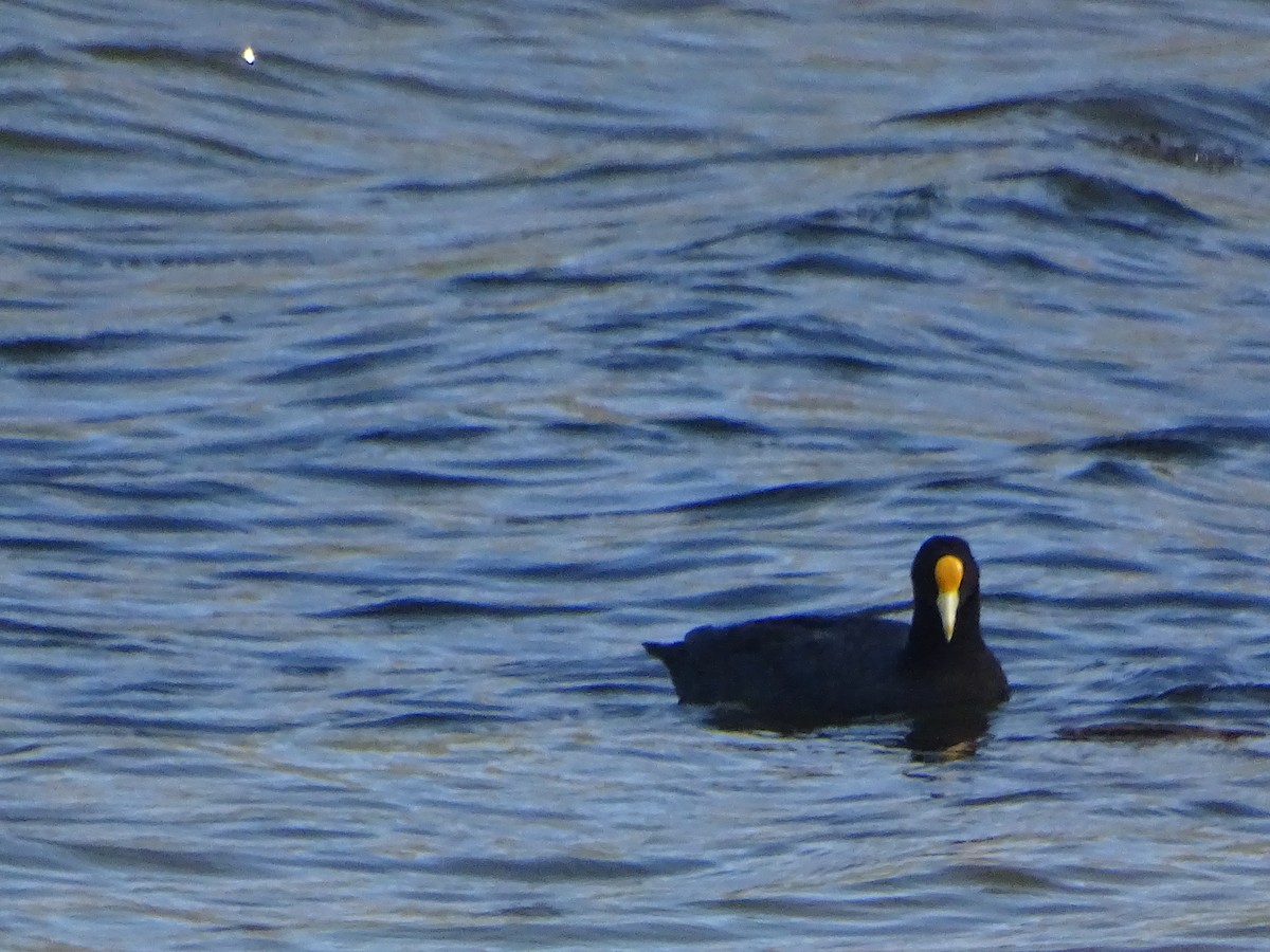 White-winged Coot - ML525785361