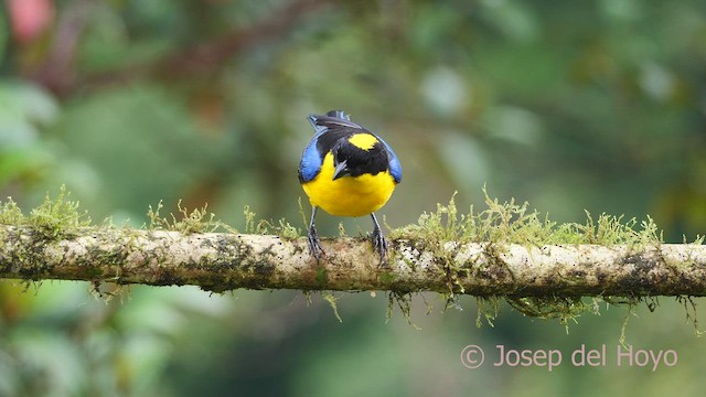 Blue-winged Mountain Tanager (Blue-winged) - ML525785541