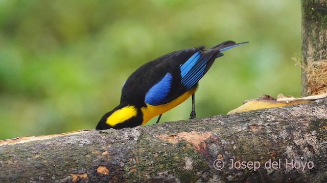 Blue-winged Mountain Tanager (Blue-winged) - ML525786241