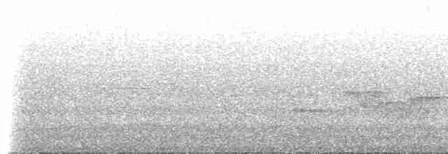 Серогрудый крапивник (leucophrys/boliviana) - ML525795551