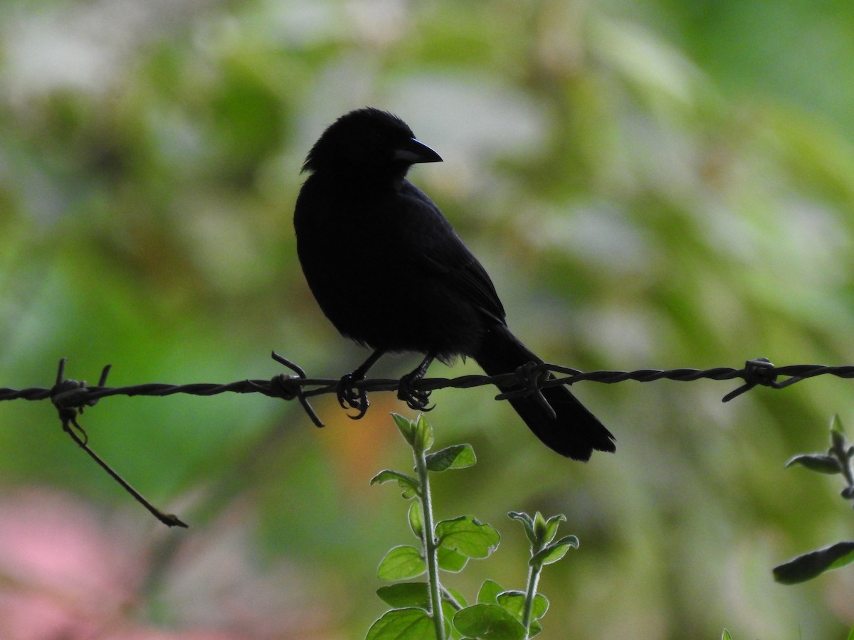 White-lined Tanager - ML525797871