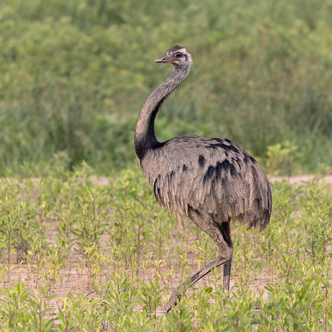 Greater Rhea - Lars Petersson | My World of Bird Photography