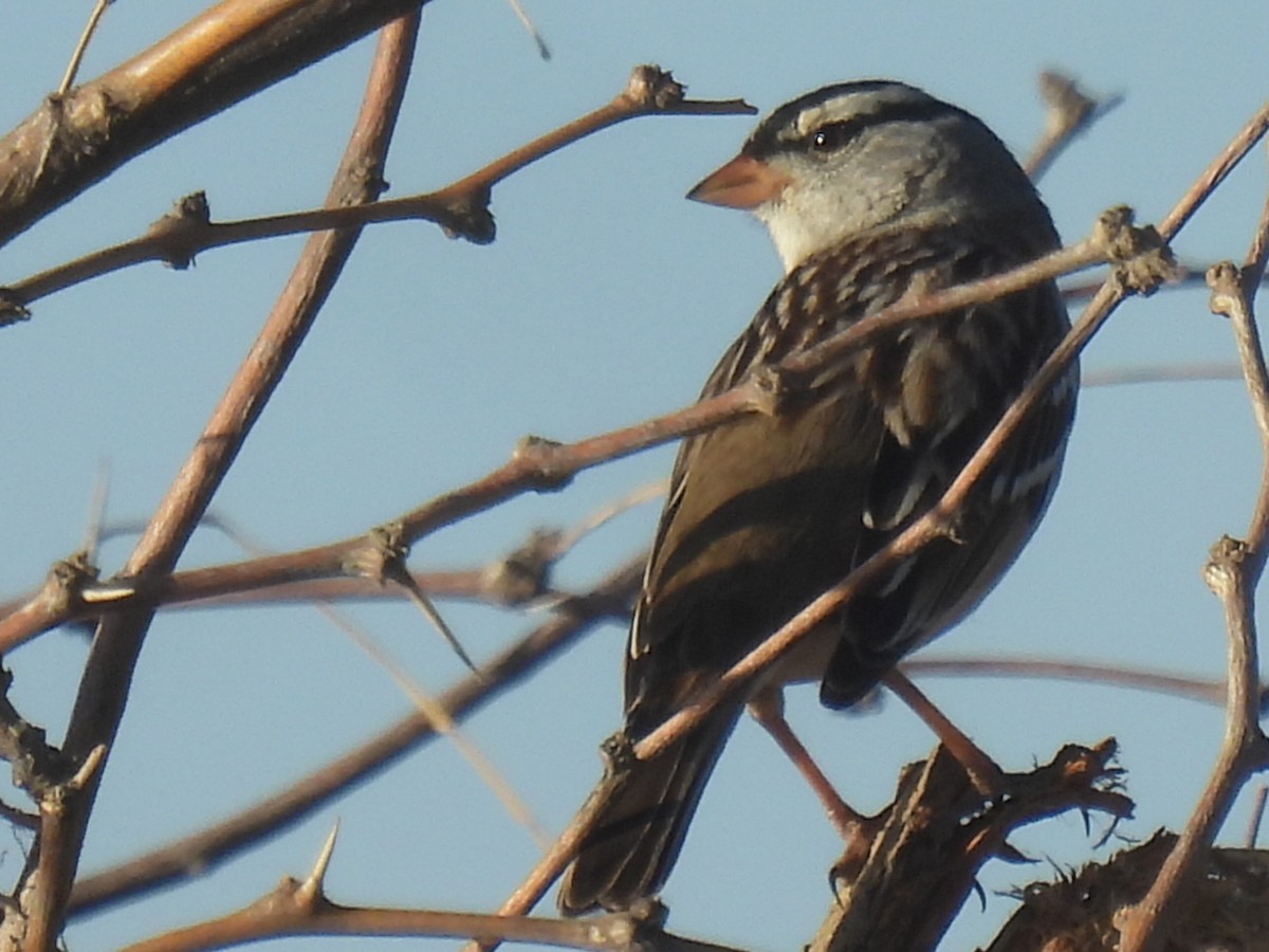 White-crowned Sparrow - ML525801781